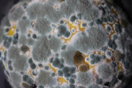 Should You Throw Out Moldy Clothes?