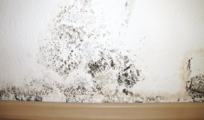 Mold in Waxhaw Homes: Understanding the Risk and the Right Response