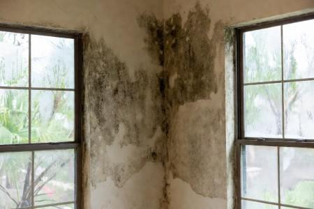 Why Summer Humidity Makes Florida Homes a Mold Magnet