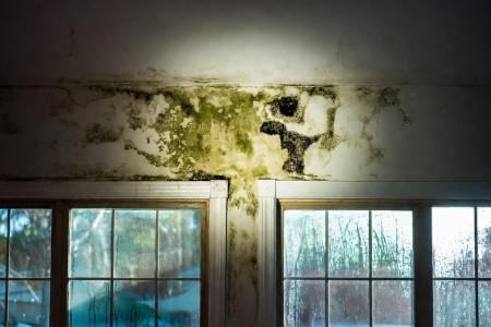 Why Summer Thunderstorms Create the Perfect Conditions for Mold Growth