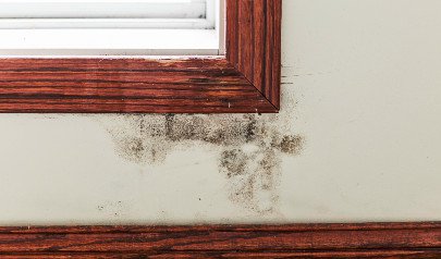 Black Mold Removal Cost: Should I Buy a House with Mold?