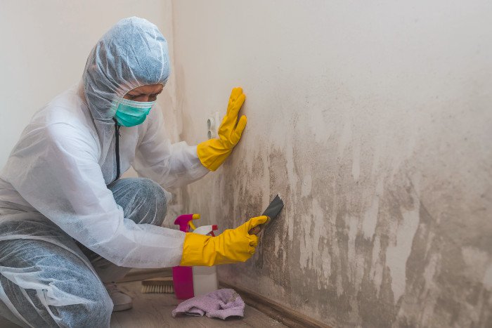 Mold Removal Services: A guide for Home and Business Owners