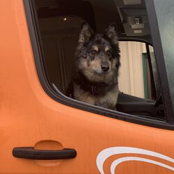 lexie shop dog 