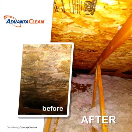 mold mitigation 