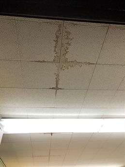 mold removal