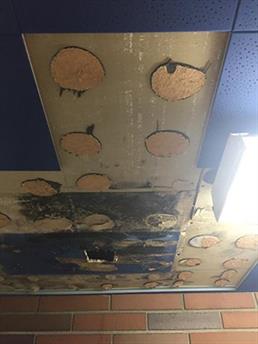 mold removal