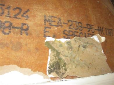 Water Damage caused mold growth