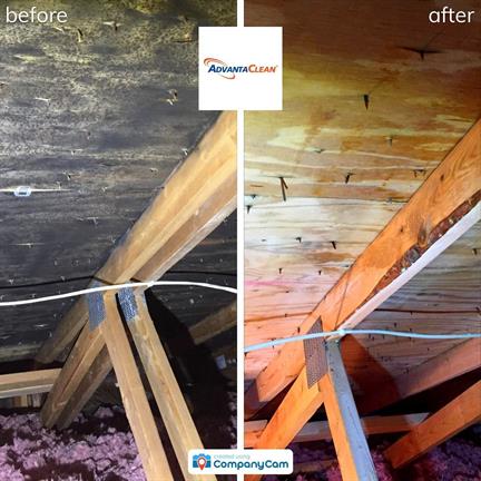 attic mold remediation 
