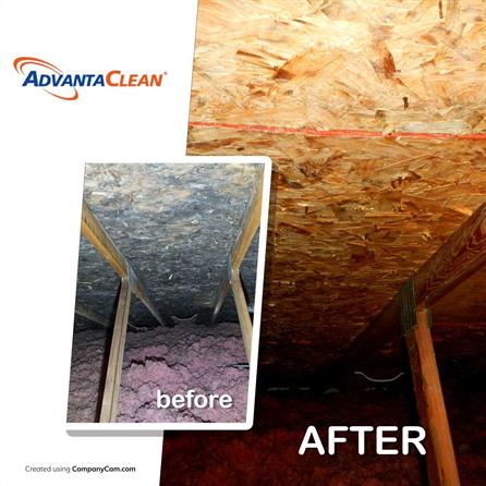 mold remediation 