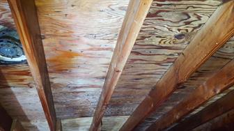 After removing mold spores on wood