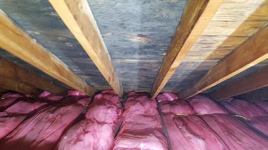 mold remediation 