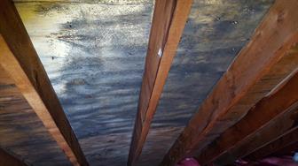 Mold spores on the wood