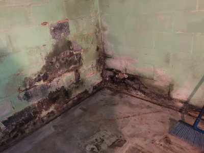 water damage mold 