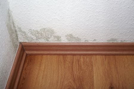 Mold Removal in Weston, Florida Homes Is Not Instantaneous