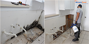 mold remediation 