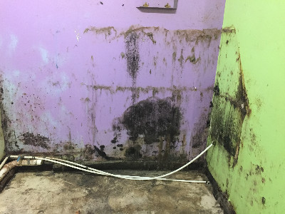 mold on wall