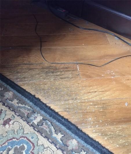 Mold on floor