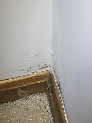 mold home interior 