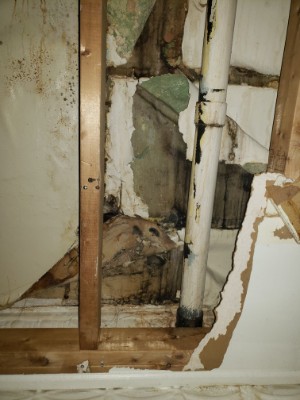 Water damage in kitchen 