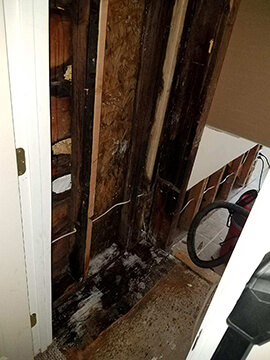 Mold on wood