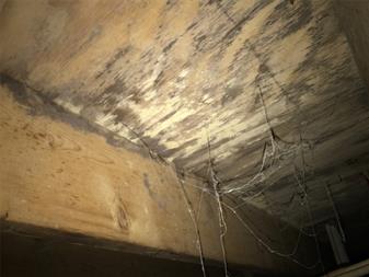 Mold in crawl space