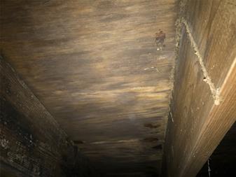mold