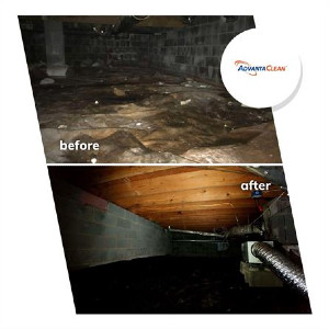mold remediation 