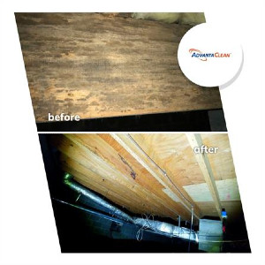 mold remediation 