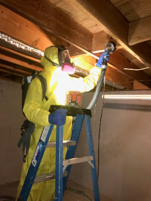 Basement mold cleaning