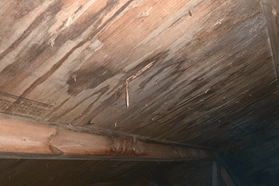 Mold removal in attic