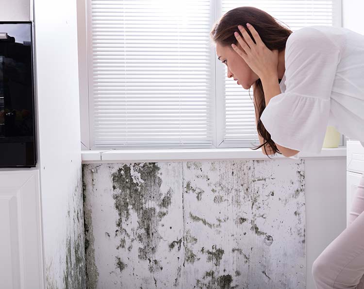 Mold Concerns In Your Home