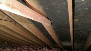 Dirty mold in attic