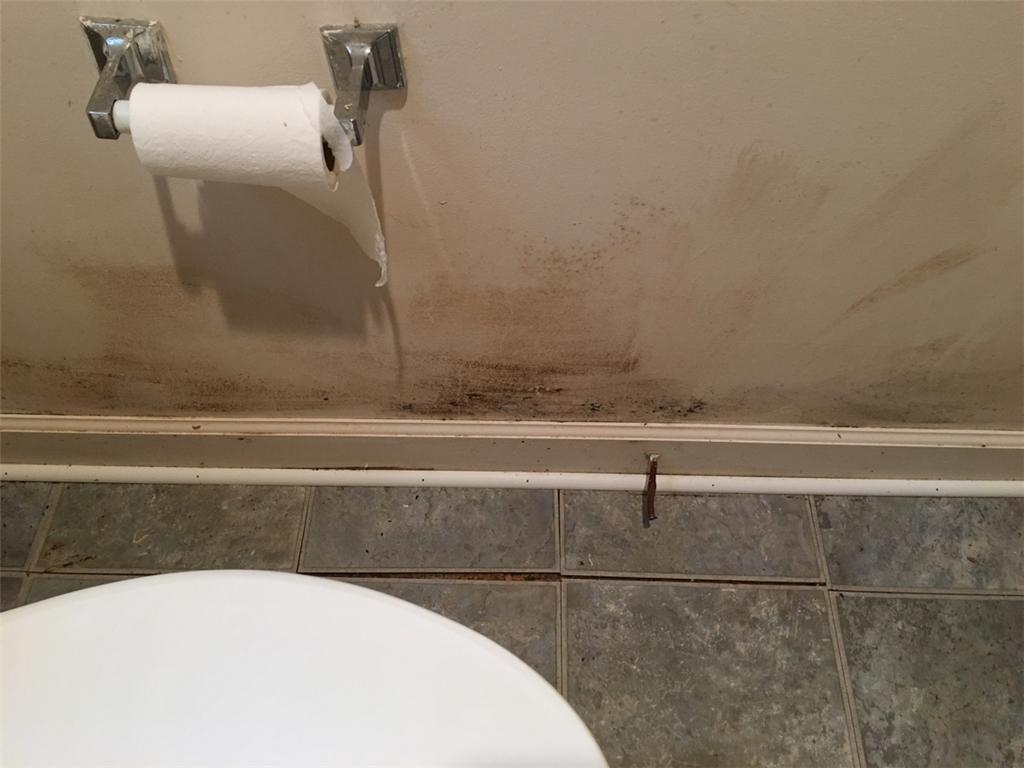 bathroom mold 