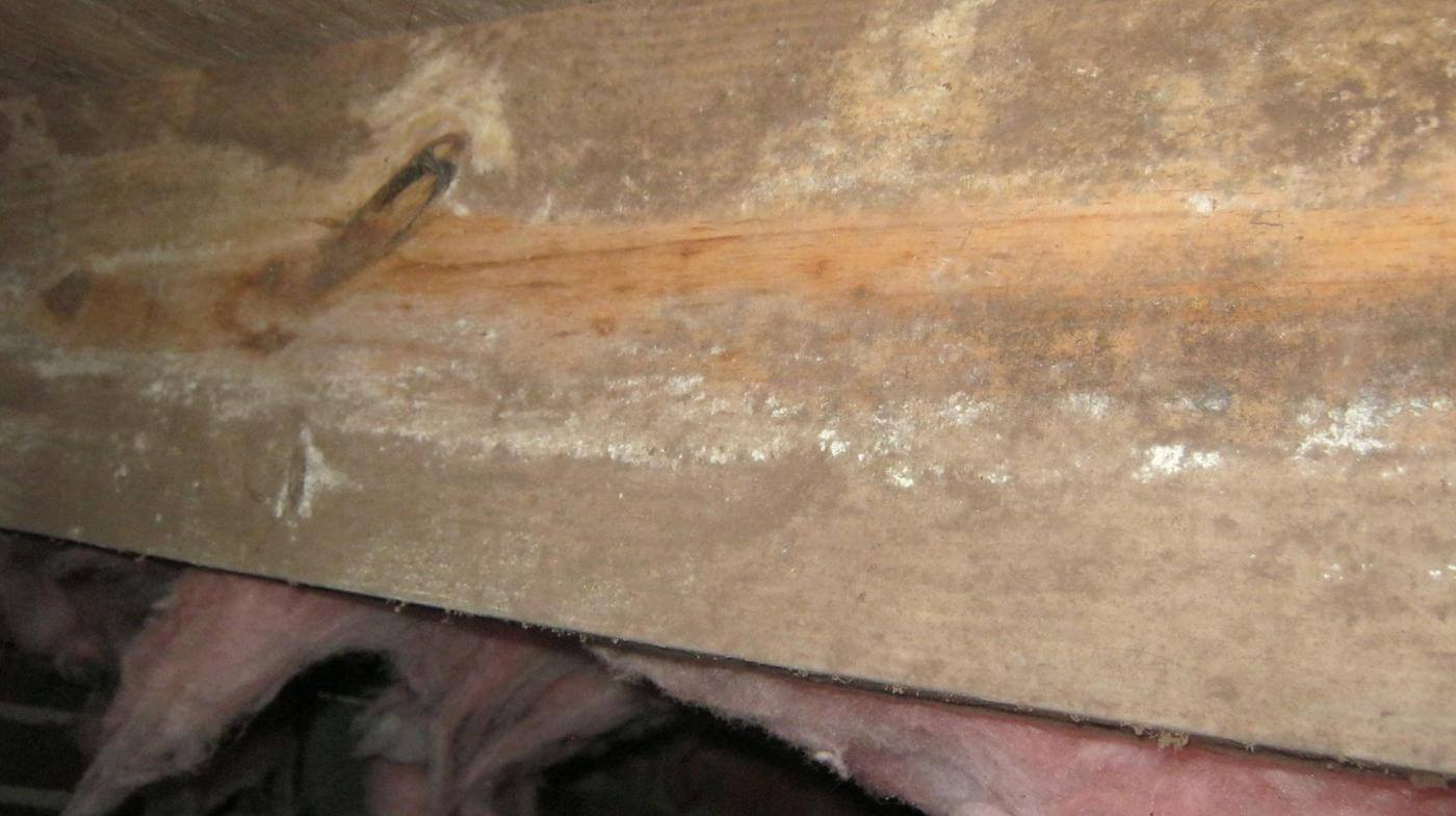 mold growth 