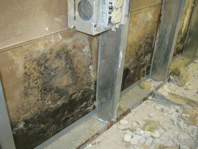 mold growth 