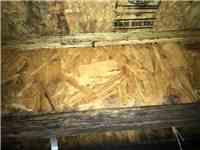 mold growth 