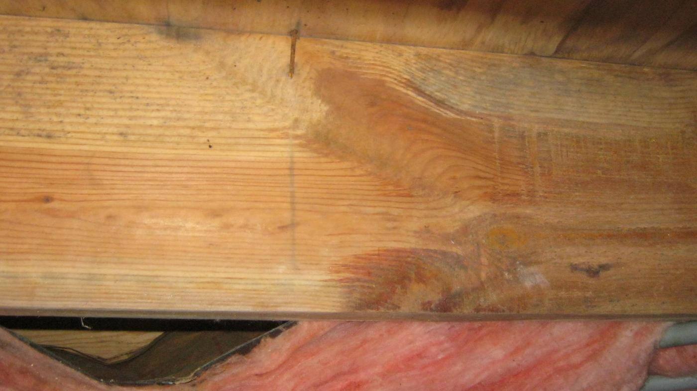 mold growth 