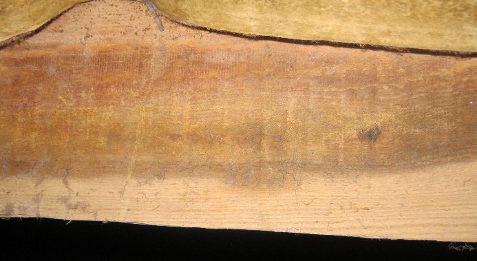 mold growth 