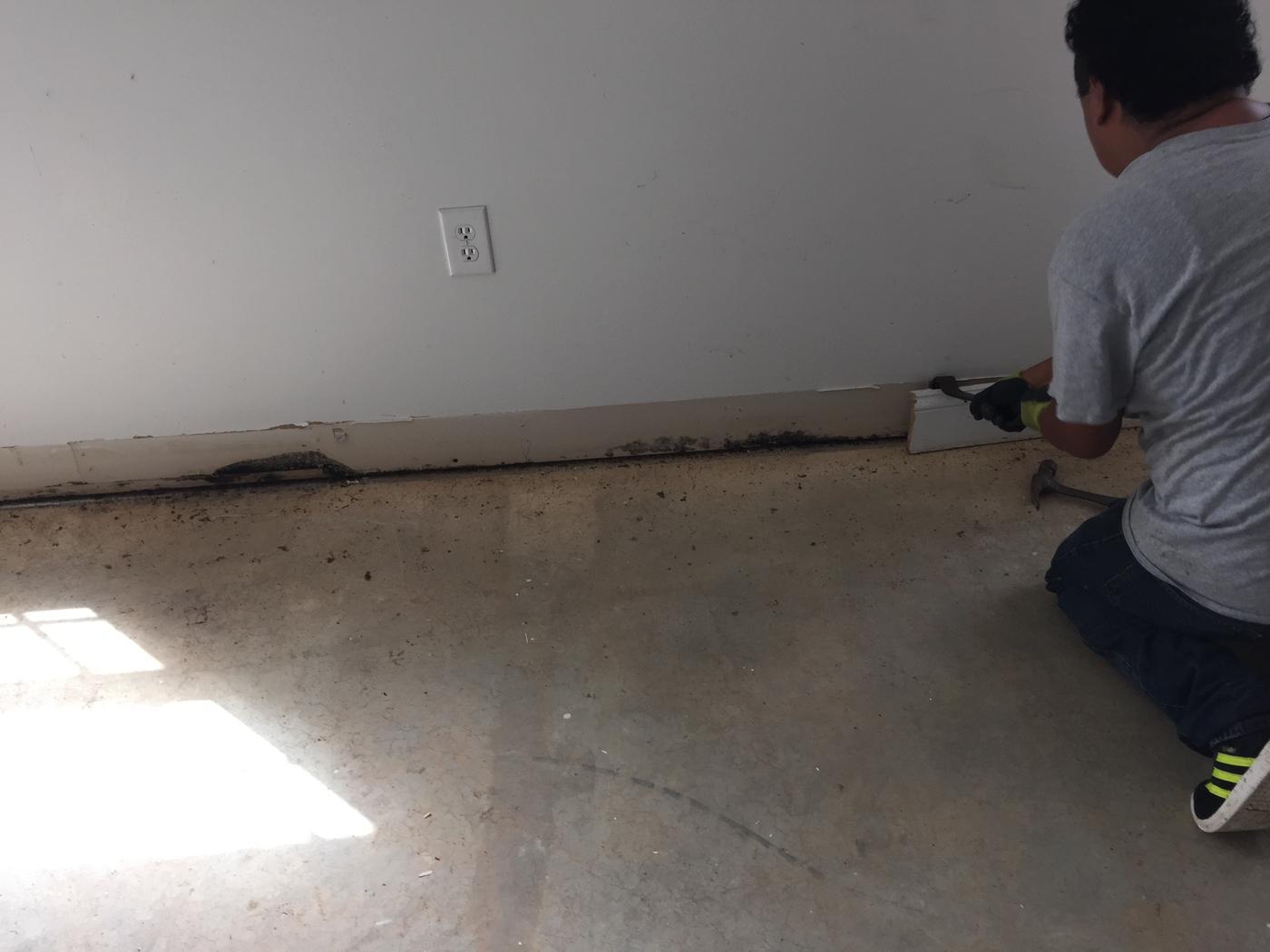 mold removal