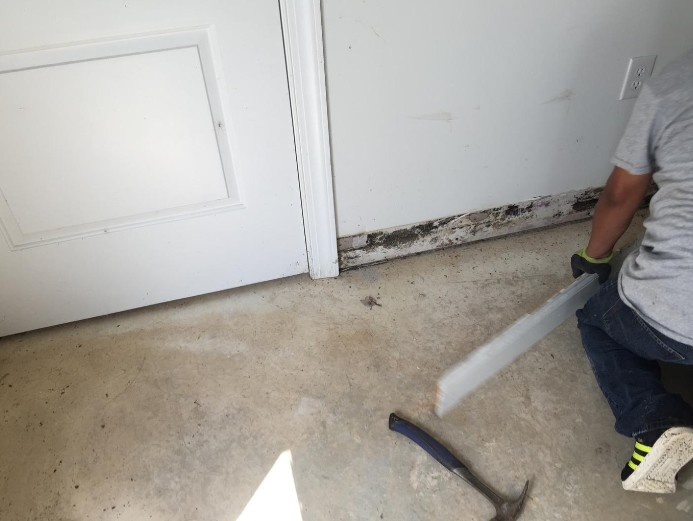 mold removal 