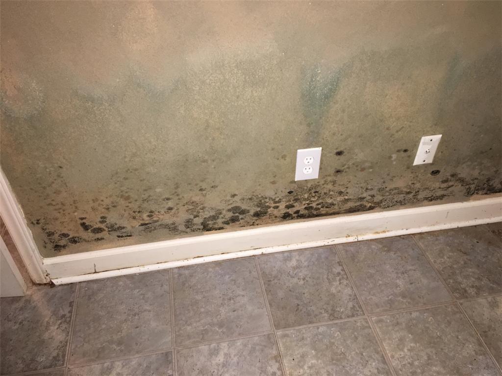 mold growth 