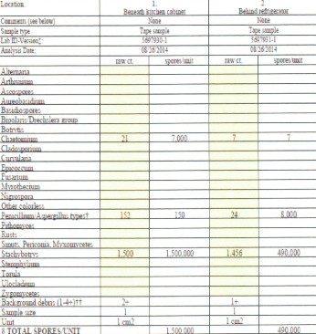 mold report