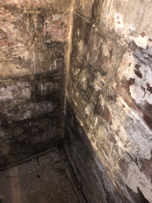 basement mold removal before