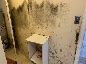 Black mold bathroom
