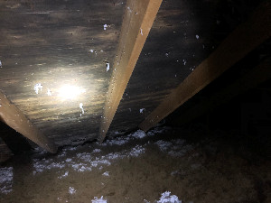 Mold growth in attic