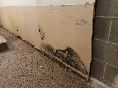 Mold on walls