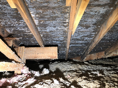 Attic mold remediation
