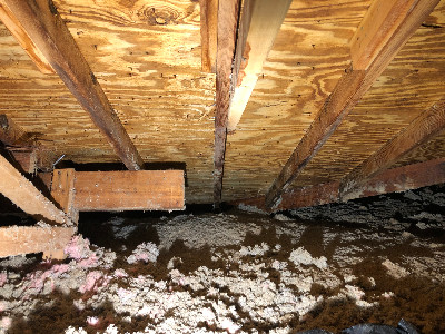 Mold in home attic