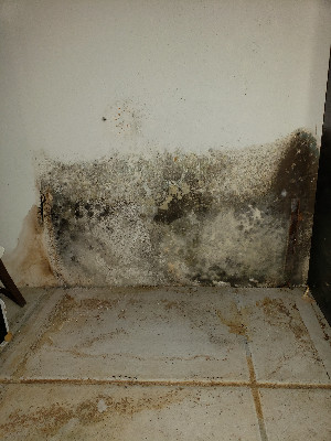 Mold in Kitchen