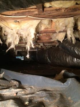 Mold and moisture in crawlspace